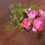 autumn_rose_007